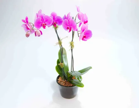 orchidea