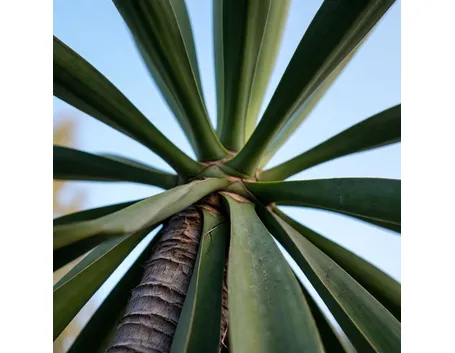 Yucca