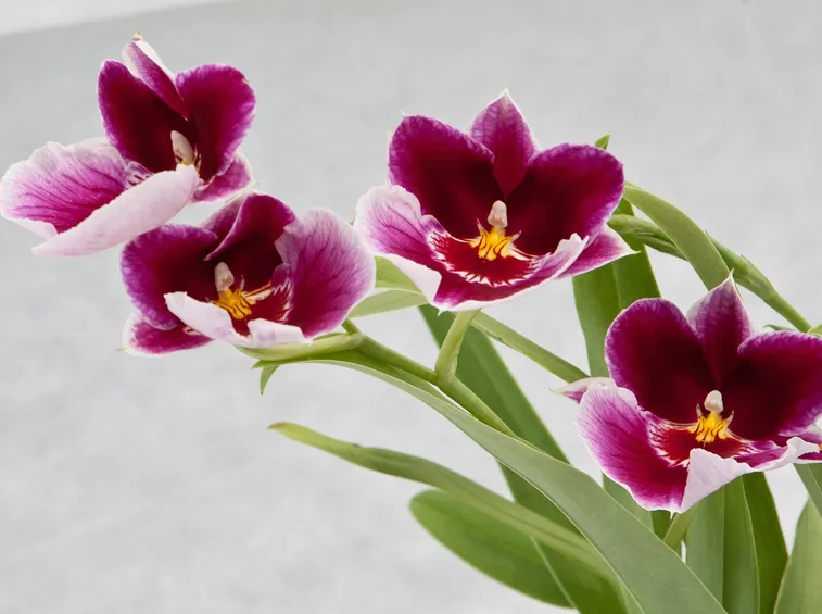 orchidee