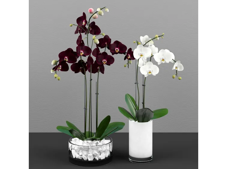 orchidee