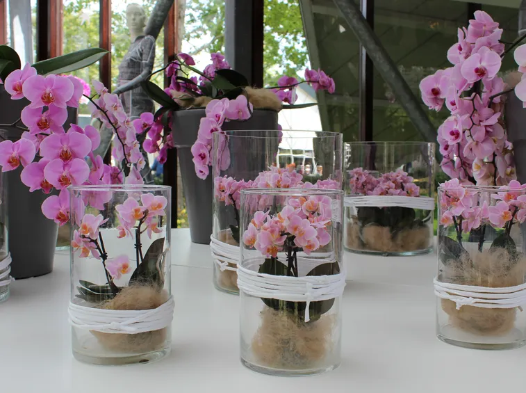 fiori orchidea