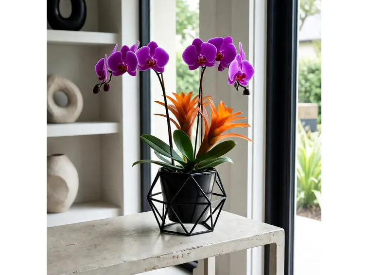 orchidea Phalaenopsi