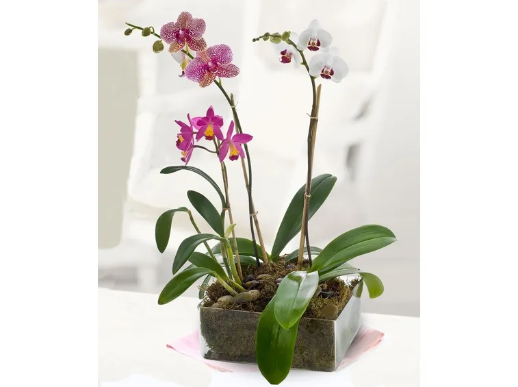 phalaenopsis