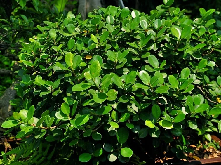 Ficus ginseng pianta