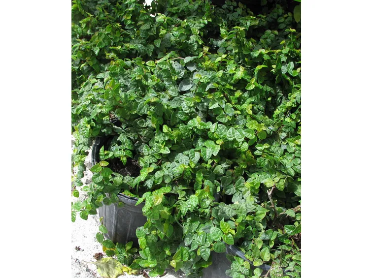 ficus pumila