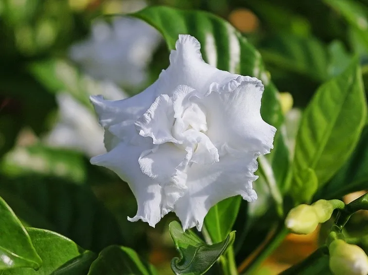 Annaffiare e curare la Gardenia