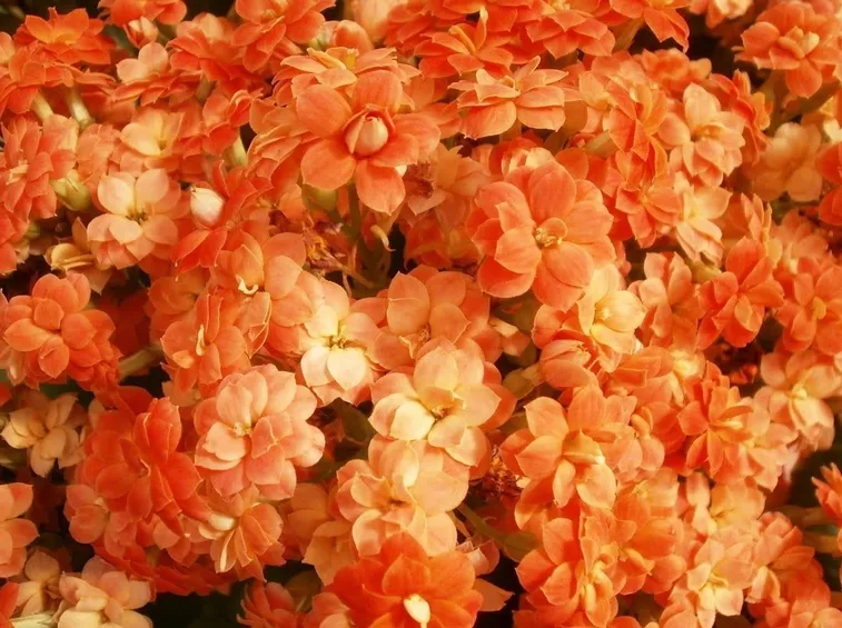 Kalanchoe