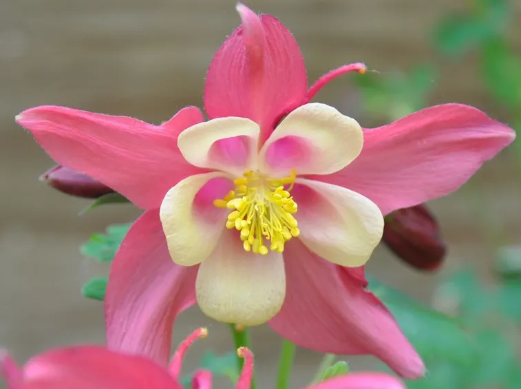 AQUILEGIA FIORE