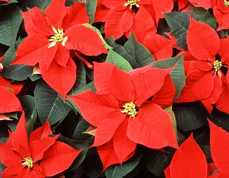 Stelle Natale