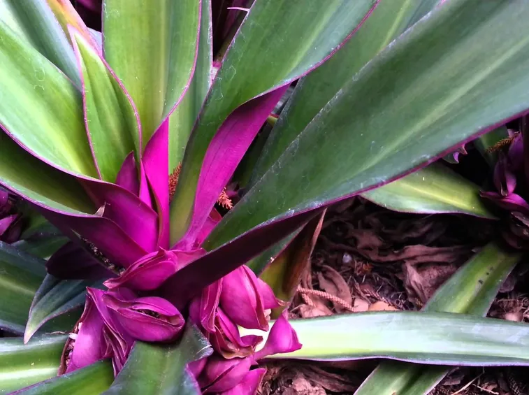 tradescantia