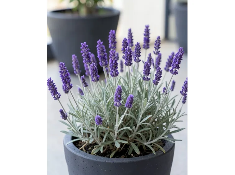 lavanda