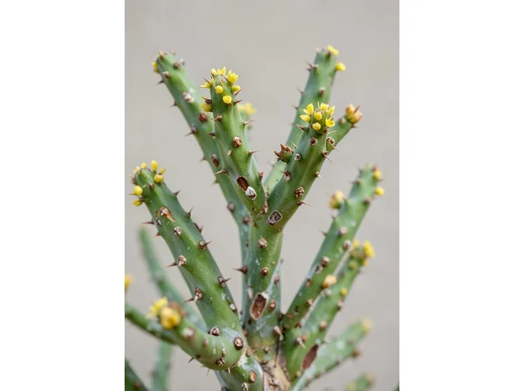 Euphorbia atrispina