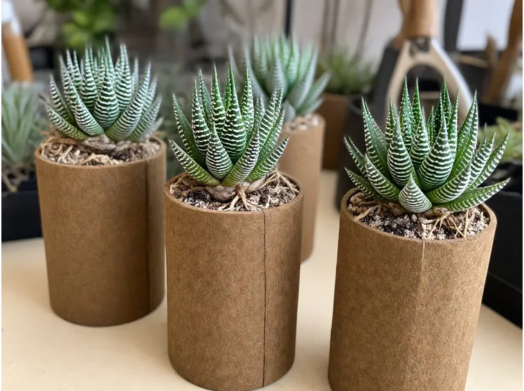 Rinvaso Haworthia