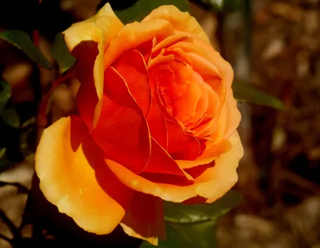 rosa rouge et or