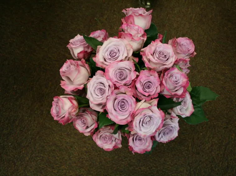rosa purple haze