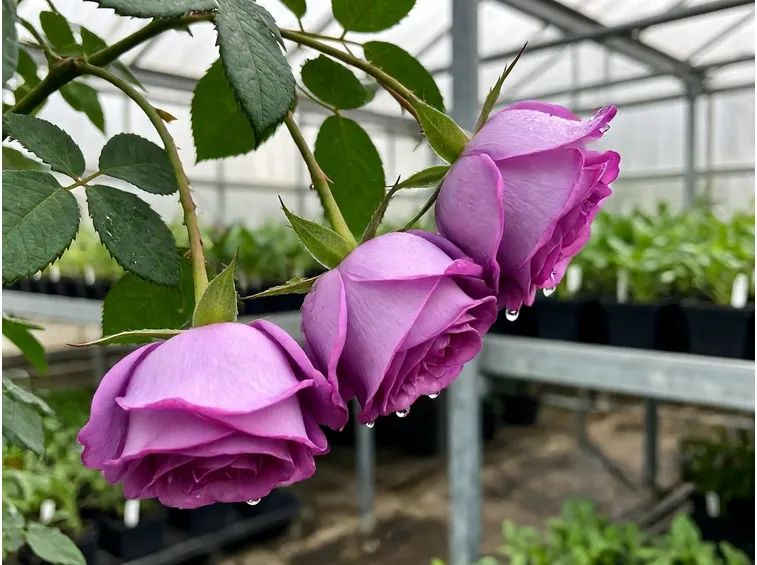 rosa satin violet
