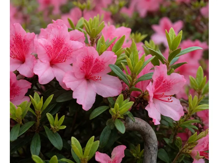 Azalea
