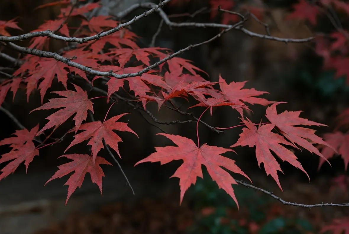 acer grandidentatum
