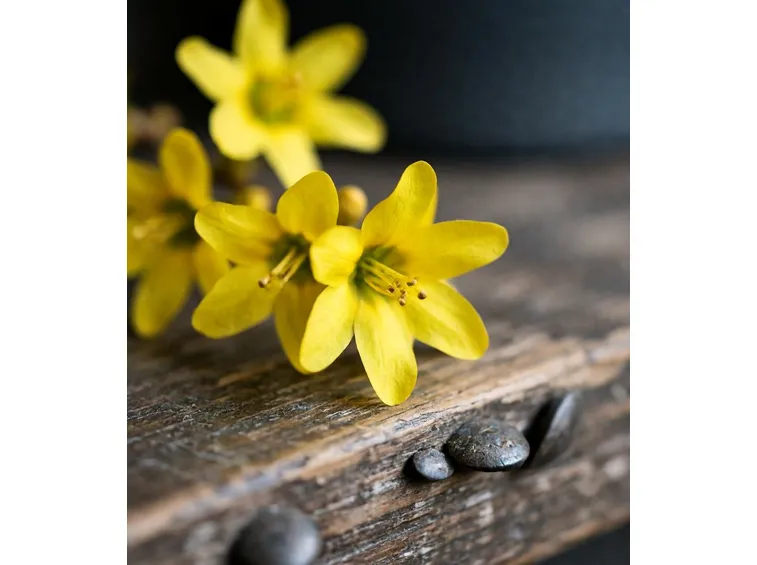 fiori invernali