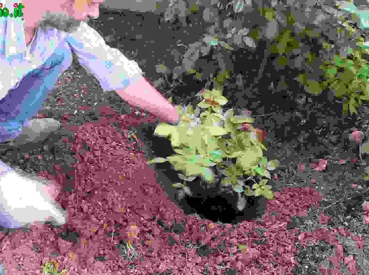 Impianto, trapianto e rinvaso delle rose