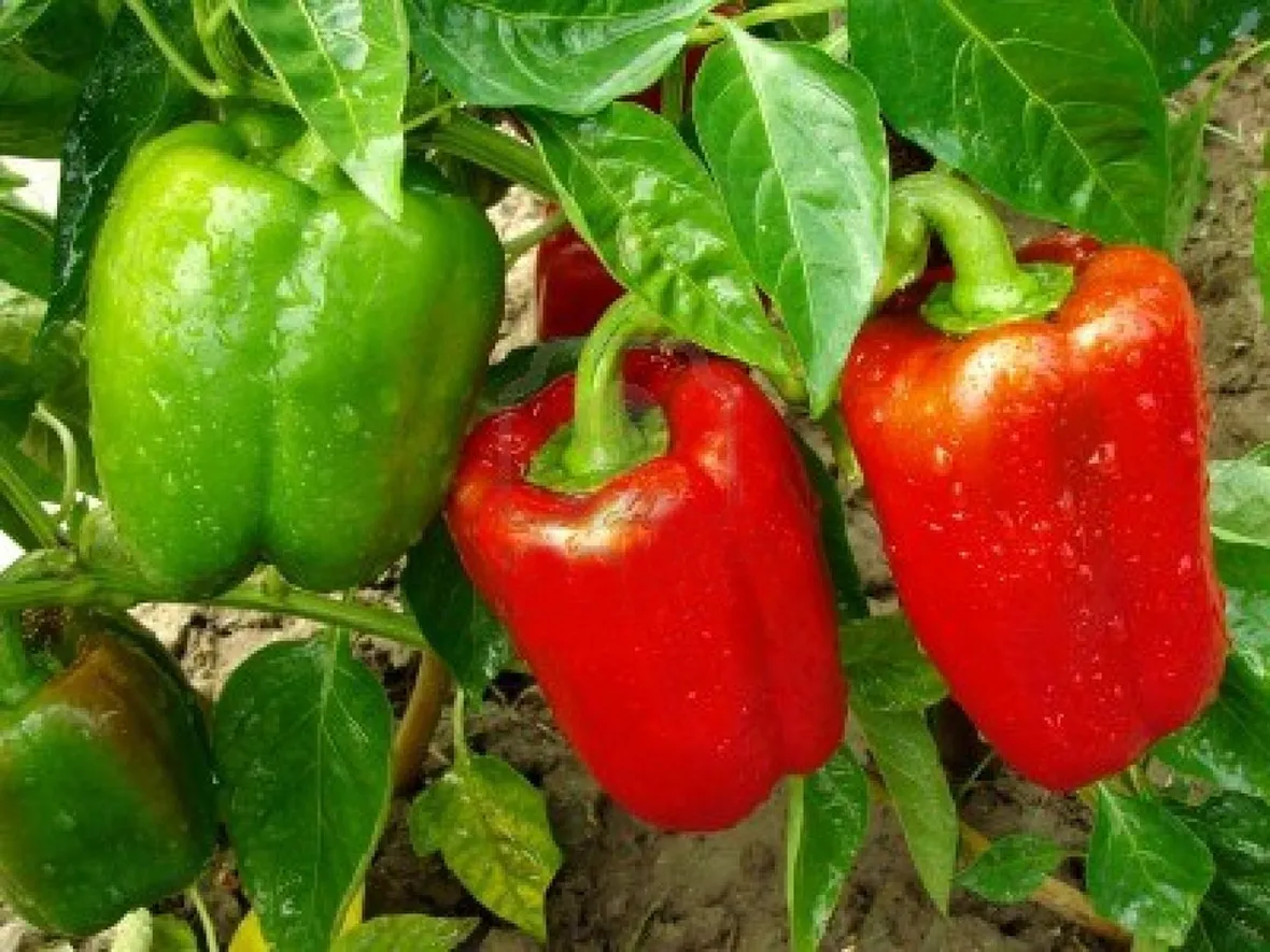 Peperoni