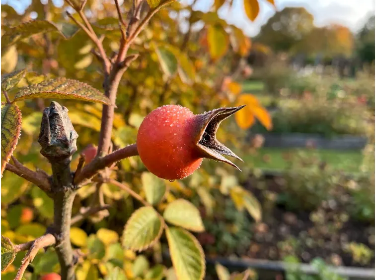 Che cosa sono i cinorrodi e perché le rose antiche ne producono tanti