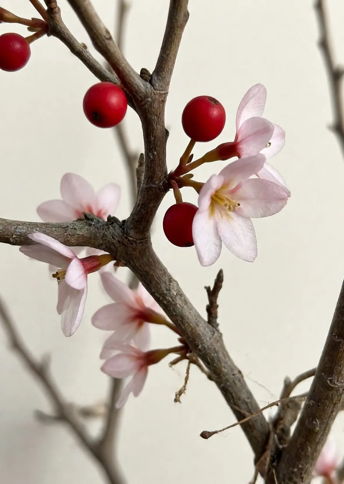 daphne mezerum