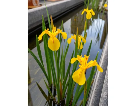 iris pseudoacorus 